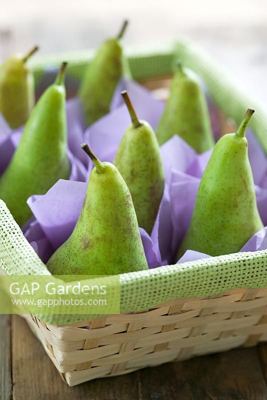 Pyrus - Pears wrapped in tissue ready for storage