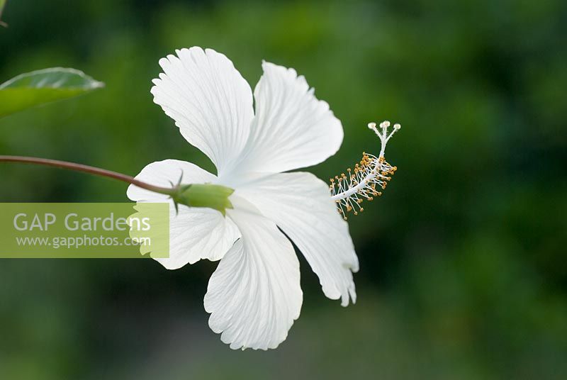 Hibiscus rosa-sinensis - White Hibiscus the national flower of Malaysia