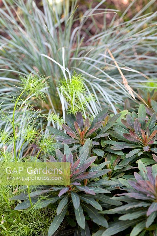 Euphorbia amygdaloides 'Purpurea' and  Helictotrichon sempervirens with young Nigella