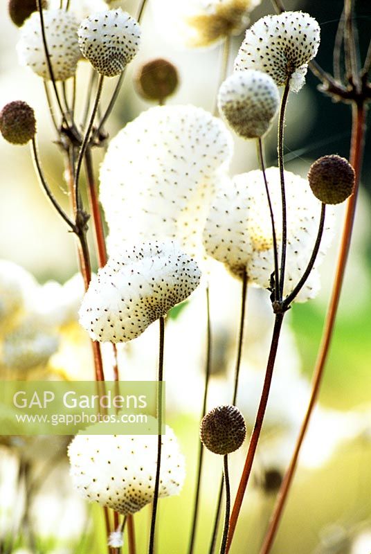 Anemone japonica seeds