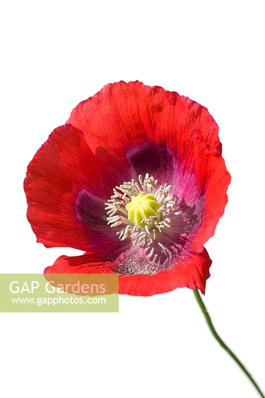 Papaver somniferum - A single Opium Poppy  