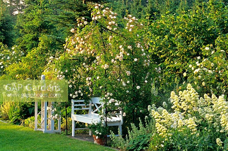 White wooden bench under metal pergola with Rosa 'Felicite et Perpetue' - Climbing rose