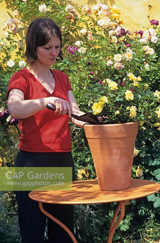 Woman planting a Rose in a terracotta pot