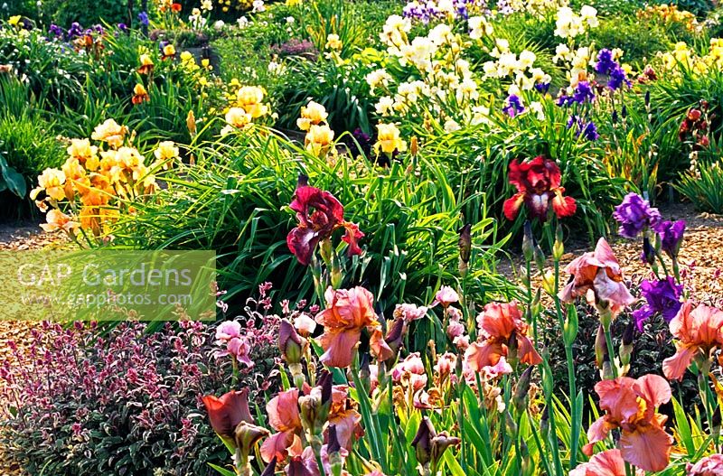 Mixed Irises in a summer border