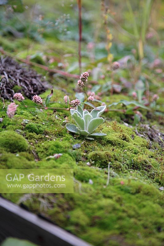 Lychnis coronaria, Polygonum persicaria and moss growing on top of green roof
