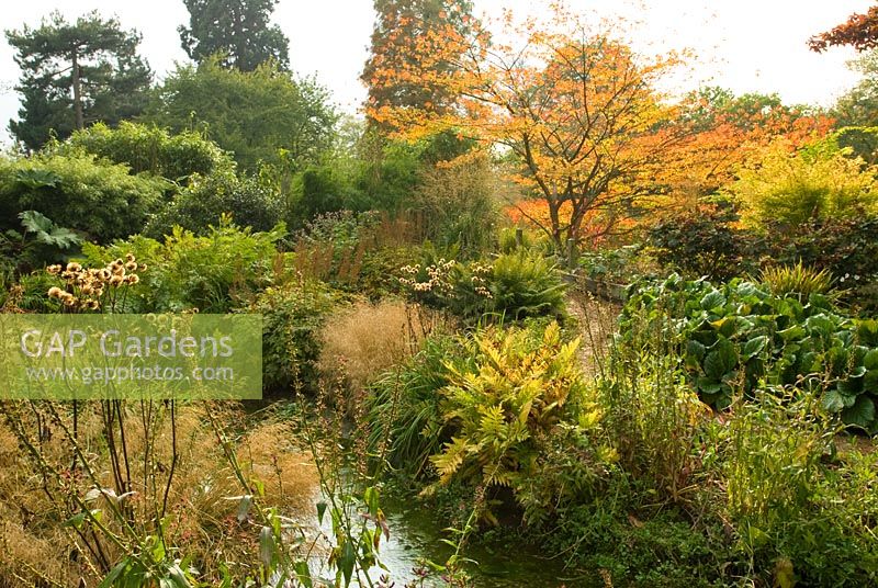Bog garden in autumn with Onoclea sensibilis, Lobelia, Deschampsia, Ligularia, Bergenia and ferns