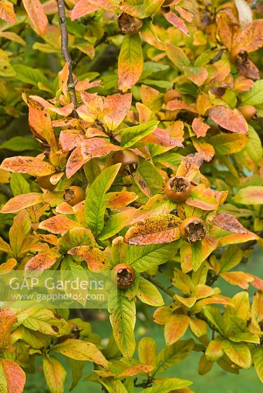 Mespilus germanica - Fruits and autumn colour