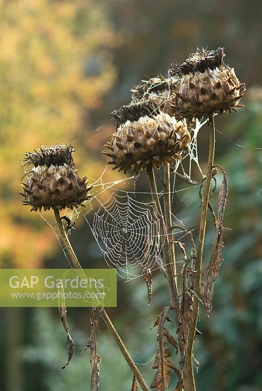 Cynara cardunculus - Artichoke seed heads in autumn with cobwebs and dew