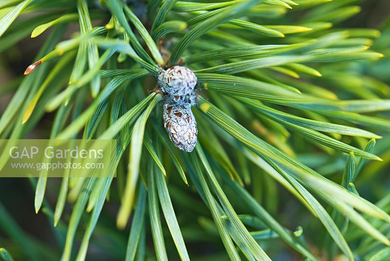 Pinus sylvestris 'Repens'
