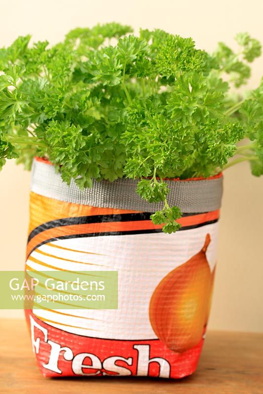 Petroselinum crispum - Parsley in a pot plant holder made from a recycled onion sack