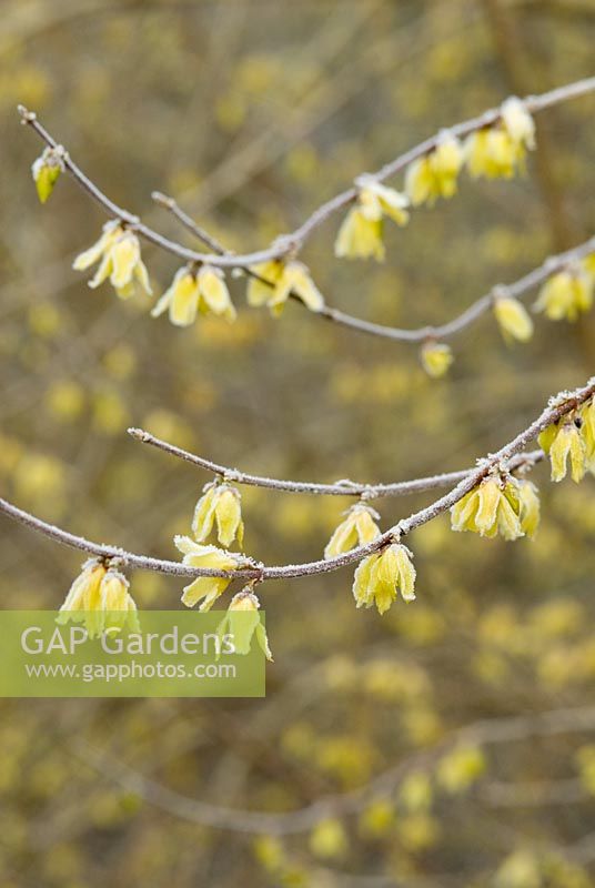Forsythia giraldiana in February with frost
