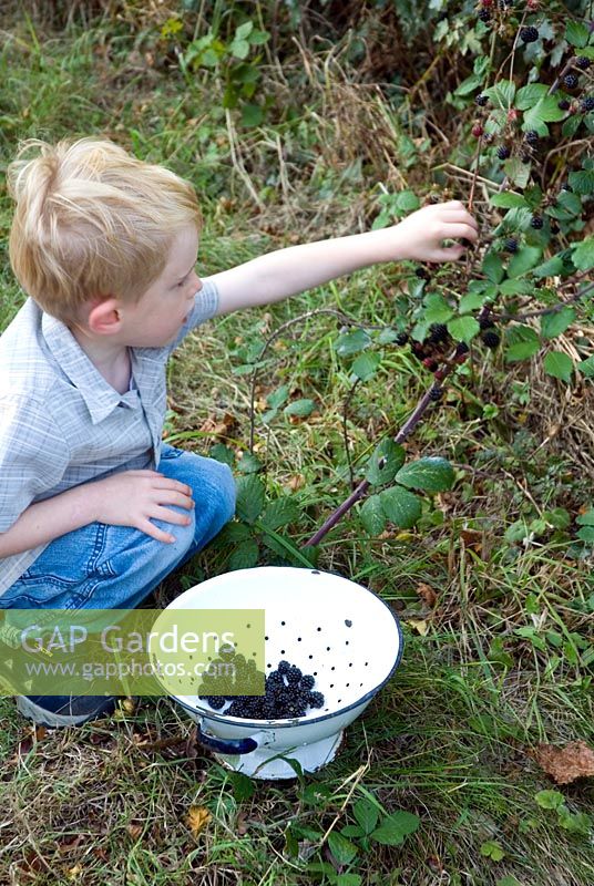 Child picking blackberries from field hedgerow - Autumn