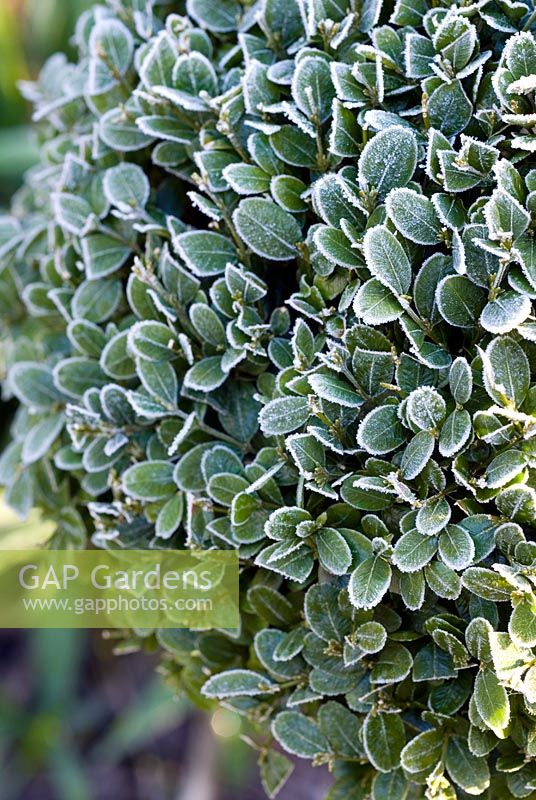 Detail of frosted Buxus foliage 