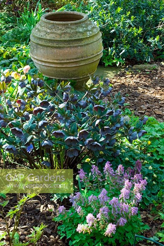 Large clump of black Helleborus with pink Corydalis in early spring border with large terracotta urn at Woodchippings, Northants, NGS