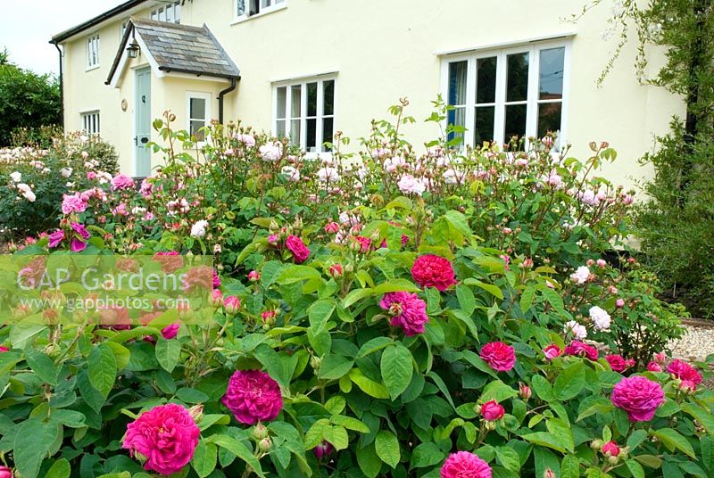 Rosa 'de Rescht' - Roses in foreground in front of cottage, Suffolk