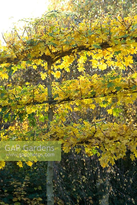 Acer campestre - Pleached Field Maple trees in Autumn