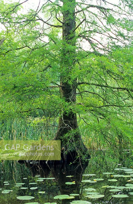 Taxodium distichum in pond showing root 'knees' above water