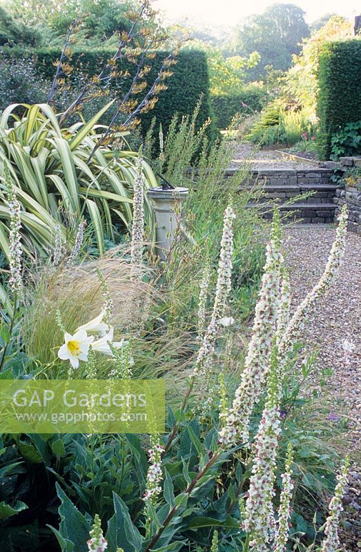 Verbascum chaixii 'Album' with Phormium cookianum subsp hookeri 'Cream Delight' in border with Sundial. Steps in dry stone wall and Taxus hedge -  Madingley Hall, Cambridge