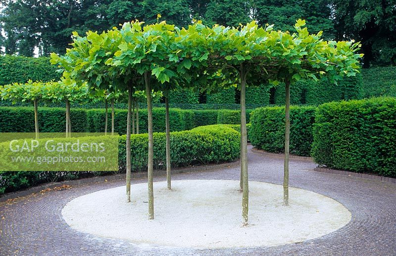 Table top pleached Platanus - plane trees at Alnwick Castle. A natural shade.