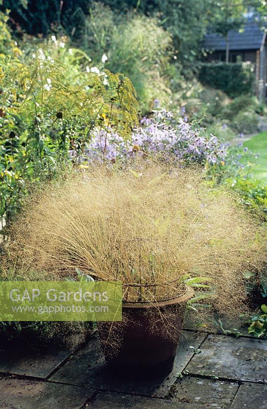 Aira elegantissima. Annual grass in a pot on a patio in late summer.