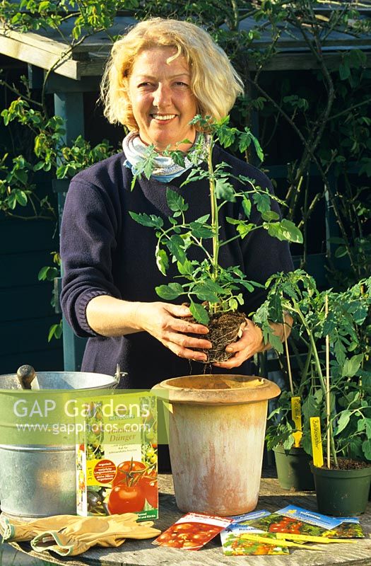 Woman planting Tomato plant in pot
