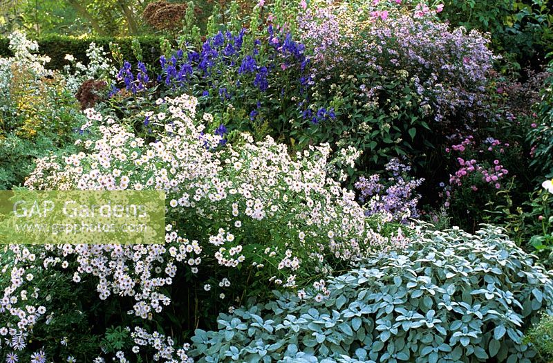 Border with Salvia and Aster