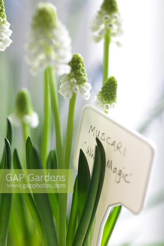 Muscari 'White Magic' with plant label