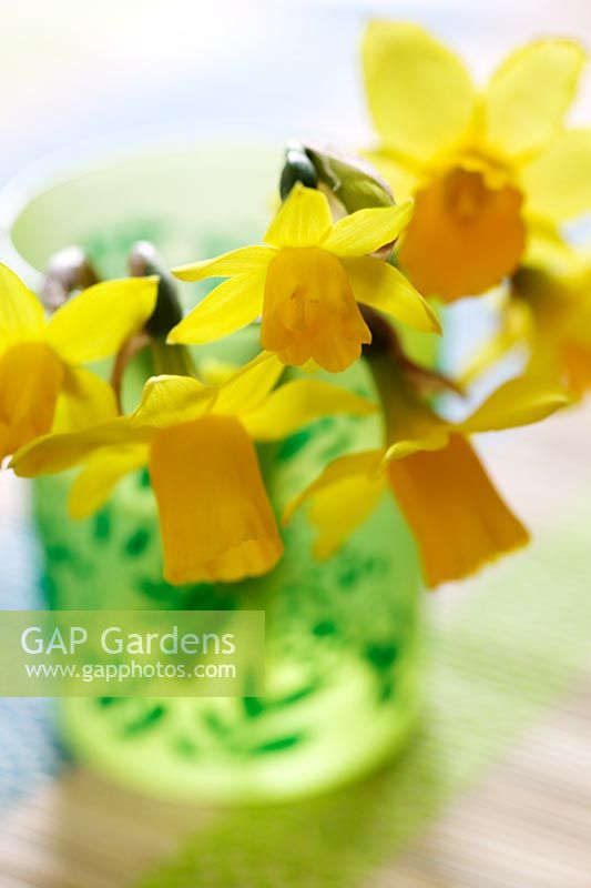 Narcissus 'Tete-a-Tete' in green patterned glass 