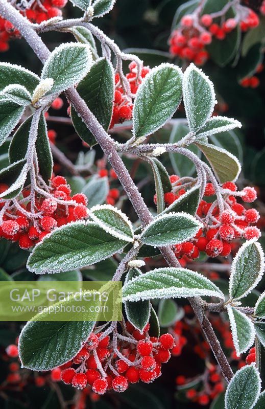 Cotoneaster lacteus - Berries with frost