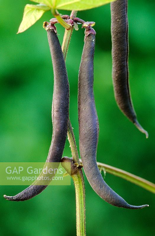 Phaseolus vulgaris 'Purple Teepee' - Dwarf French beans