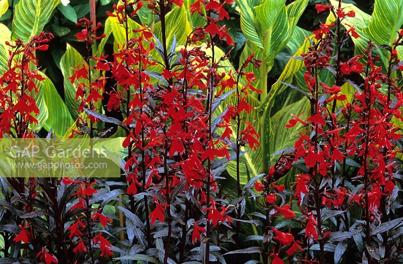 Lobelia 'Queen Victoria' with Canna 'Striata' in the Long Border at Great Dixter