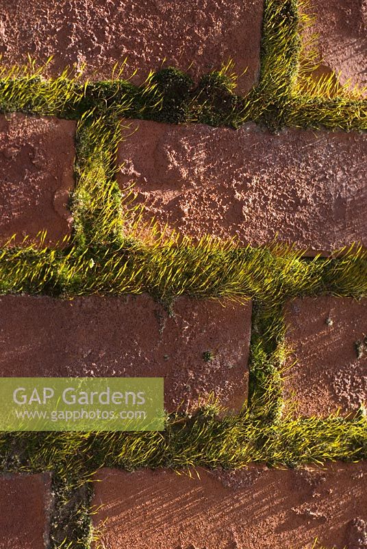 Moss growing in cracks of brick wall
