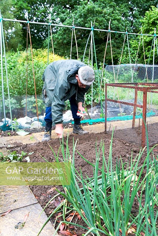 Man sowing seeds on his allotment