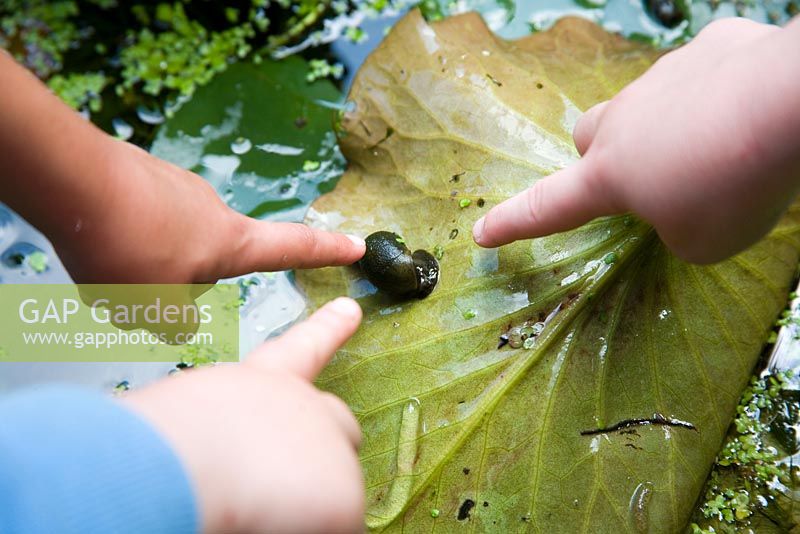Childrens fingers pointing out a water snail
