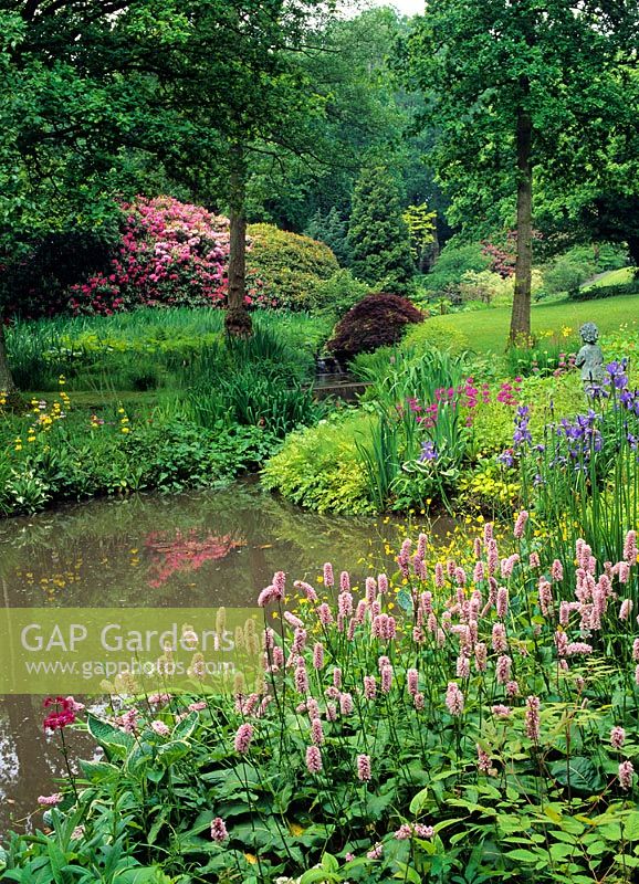 Spring woodland garden with stream and Polygonum in foreground
