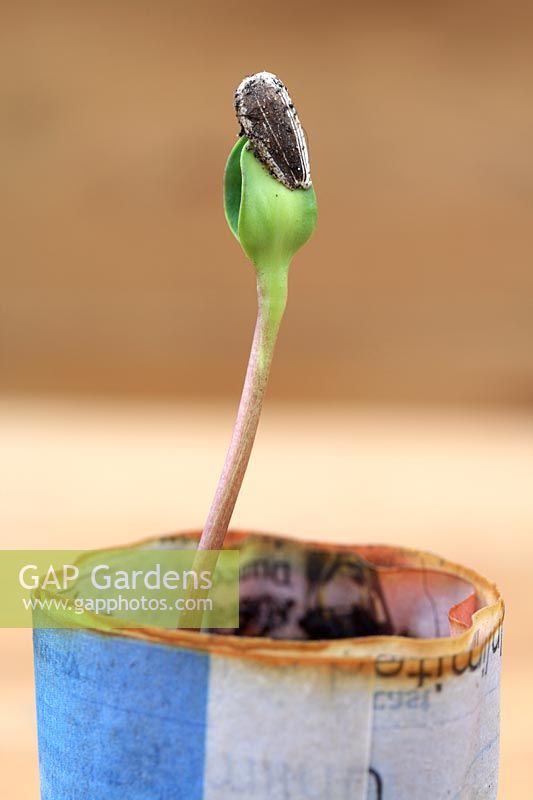 Helianthus 'Giant Single' - Sunflower seedling growing in biodegradable newspaper pot