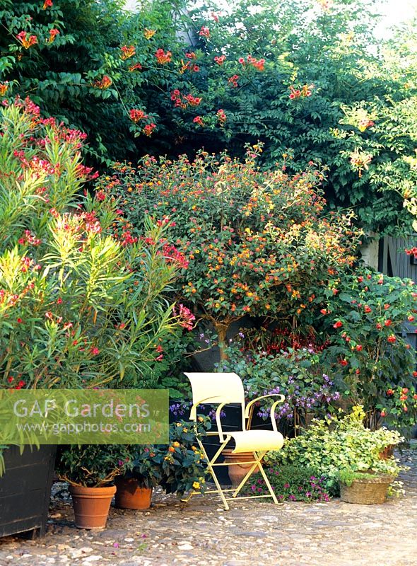 Mediterranean terrace garden with Oleander and seat