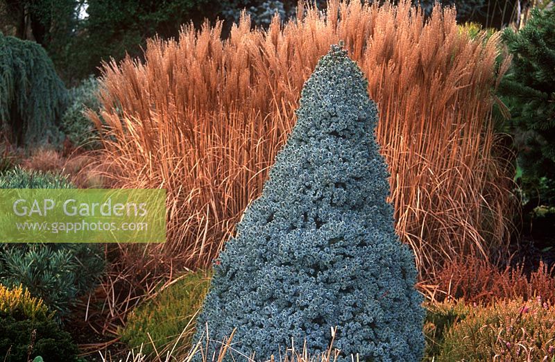 Picea glauca 'Alberta Blue' - White Spruce with Miscanthus sinensis 'Krater' 