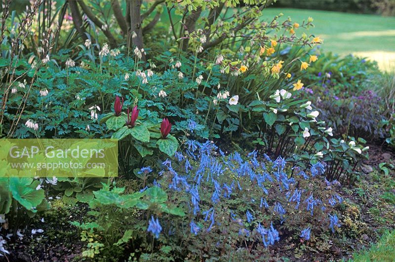 Spring border with Corydalis flexuosa, Trillium sessile, Trillium ovatum, Dicentra 'Pearl Drops', Narcissus and Acer shirasawanum 'Aureum'