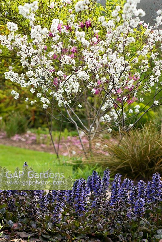 Ajuga reptans 'Catlin's Giant', Amelanchier ovalis 'Edelweiss' and Carex dipsacea