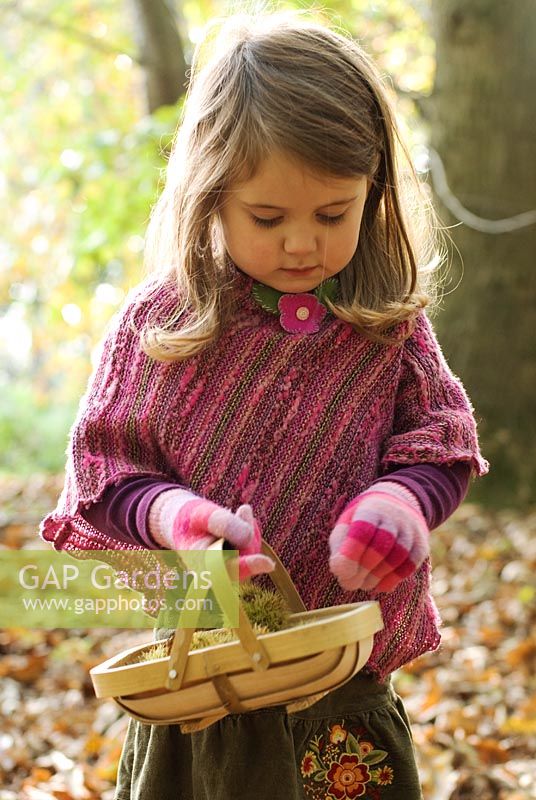 Little girl in the woods collecting Castanea sativa - Sweet Chestnuts in a basket in Autumn