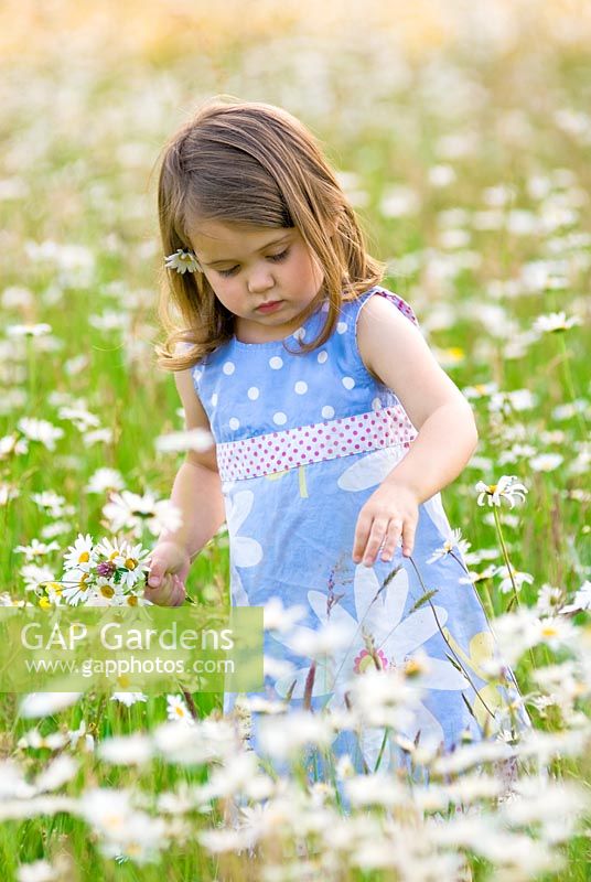 Little girl in a field of daisies holding a posy