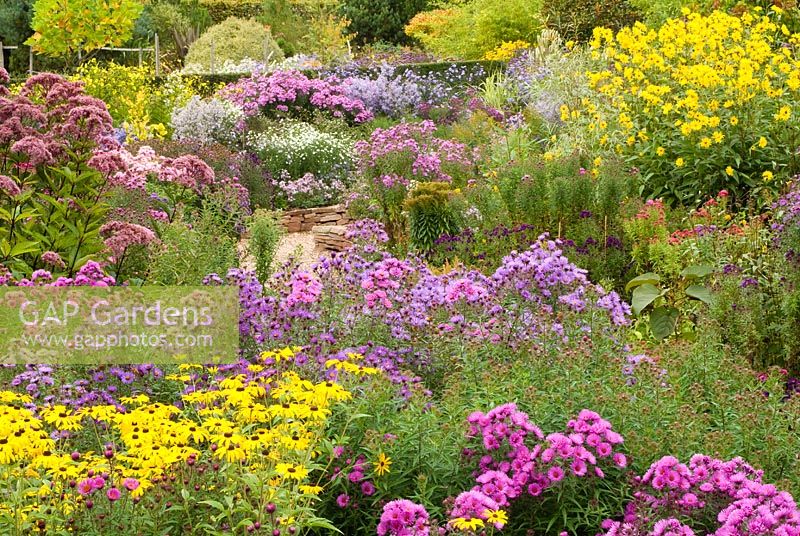 View of the National collection of Autumn flowering Asters - With Asters, Helianthus 'Lemon Queen', Eupatorium and Rudbeckia subtomentosa.