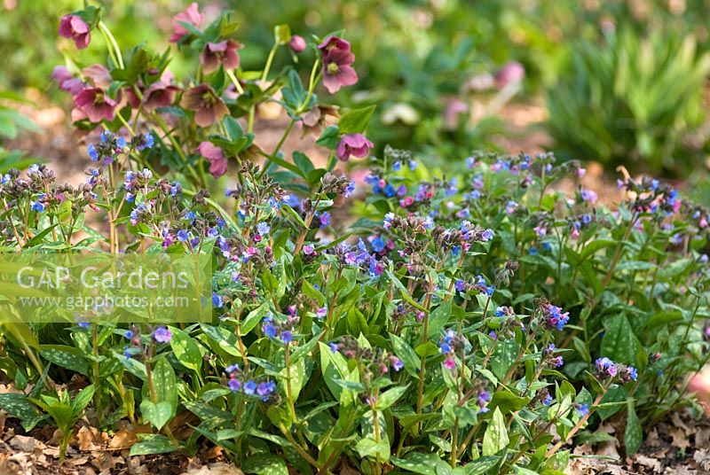 Mixed Spring bed - Pulmonaria 'Little Star', Jerusalem 'Cowslip' and Helleborus x hybridus