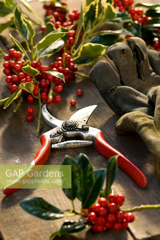 Still life - Secateurs, gloves and cut Holly on a table