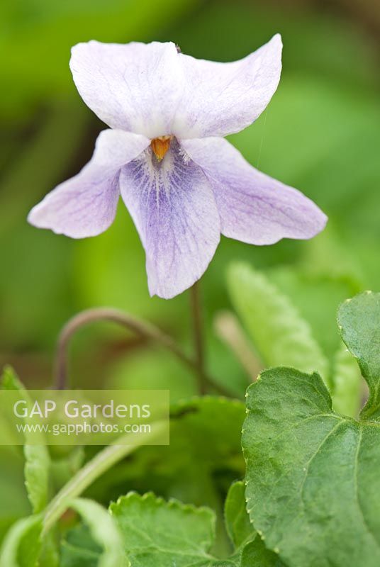 Viola odorata 'Perky' - Groves Nursery, Bidport, Dorset