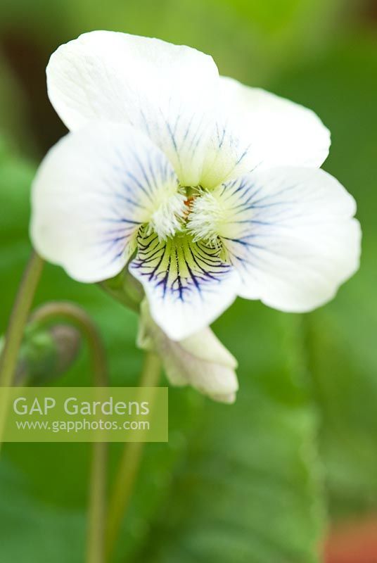 Viola sororia 'Gloriote' - Groves Nursey, Bridport, Dorset