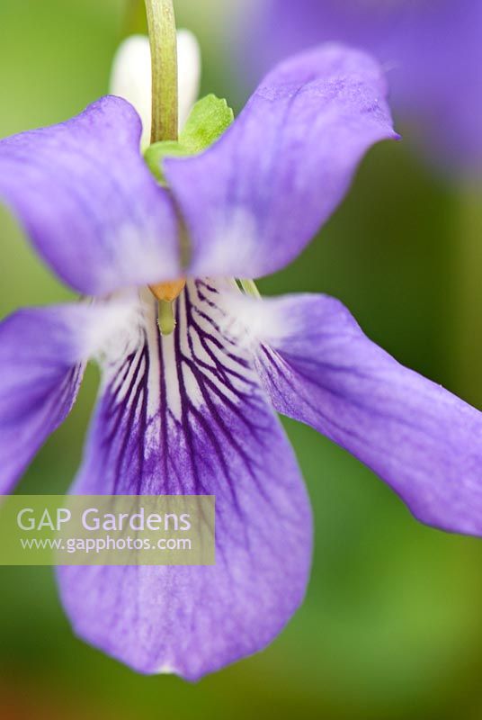 Viola riviniana - Groves Nursery, Bridport Dorset
