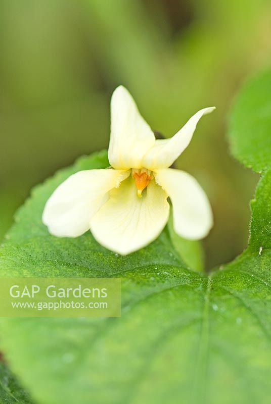 Viola sulphurea 'Lemon Form' - Groves Nursery, Bridport, Dorset