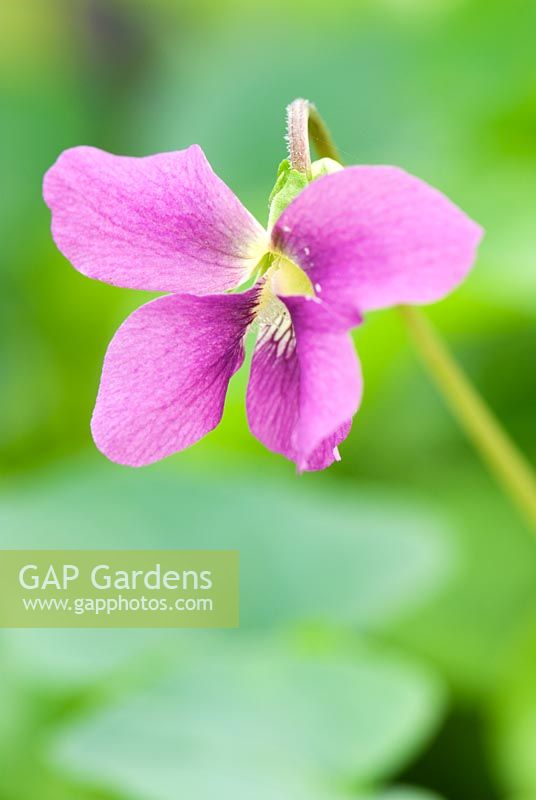 Viola odorata - Groves Nursery, Bridport, Dorset